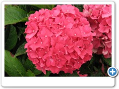 Hydrangea Forever & Ever Red