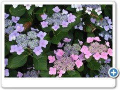 Hydrangea Forever & Ever Summer Lace