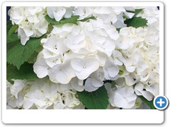 Hydrangea Forever & Ever White Out