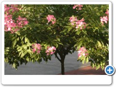 Hydrangea Pink Diamond Tree